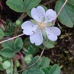 Potentilla montana Flower
