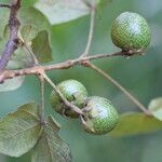 Vitex madiensis Fruto
