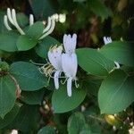 Lonicera japonicaFlor