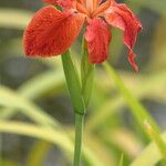 Iris fulva Blodyn