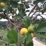 Psidium cattleyanum Ovoce