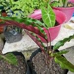 Calathea rufibarbaপাতা