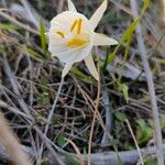 Narcissus cantabricus Flor