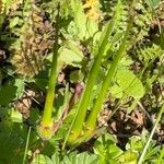 Erodium acaule Fruto