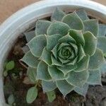 Sempervivum calcareum Лист