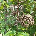 Leea guineensis Fruit