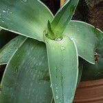 Aloe striata Лист
