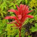 Castilleja miniata Çiçek