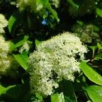 Viburnum lentago പുഷ്പം