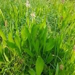 Sagittaria lancifolia Blad