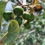 Cordia monoica ফল