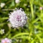 Succisella inflexa Flower