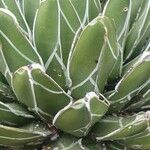 Agave victoriae-reginae Leaf