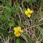 Viola bifloraFlor