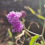 Gutenbergia boranensis Λουλούδι