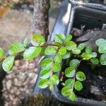 Cotoneaster horizontalisЛіст