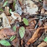 Erythronium americanum Foglia