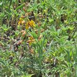 Hoffmannseggia glauca Habit