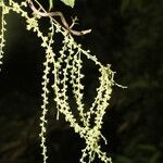 Dioscorea matagalpensis फल