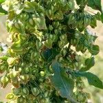 Rumex crispus Fruit