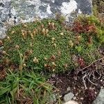 Diapensia lapponica Хабит