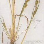 Echinochloa muricata Staniste