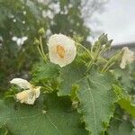 Abutilon vitifolium Blad