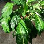 Spathiphyllum blandum Leht