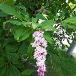 Syringa villosa Flower