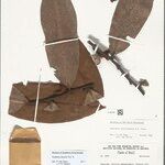 Guatteria discolor Hoja