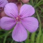 Melastoma malabathricum Fleur
