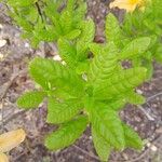 Rhododendron luteum برگ