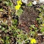 Potentilla neumanniana Folha