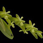 Epidendrum rigidum Flor