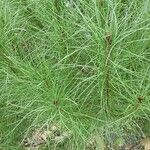 Pinus taeda Blad