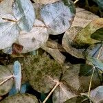 Eucalyptus cinerea Blad