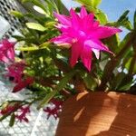 Schlumbergera bridgesii Flor
