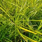 Carex muskingumensis ഇല