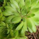 Sempervivum globiferum Folla