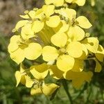 Erysimum rhaeticum Flower