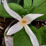 Trillium ovatum Fleur