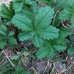 Potentilla reptans ഇല