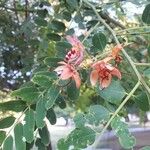 Cassia roxburghii Lorea