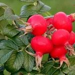 Rosa rugosa Frukto