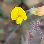 Scorpiurus muricatus Flower