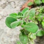 Antirrhinum molle Leaf