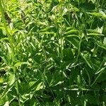 Heliopsis helianthoides Blatt