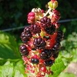 Phytolacca acinosa Fruit