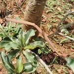 Adenium multiflorum Gyümölcs