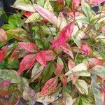 Nandina domestica Yaprak